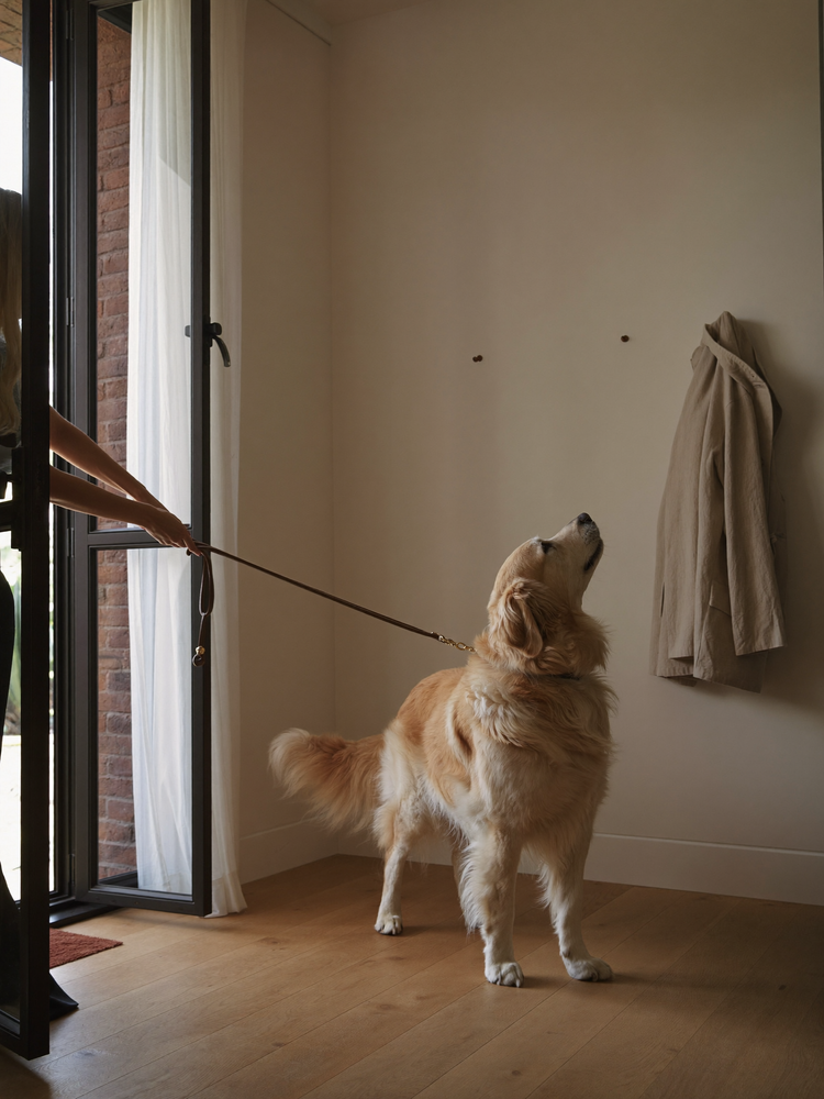 Tutor prendendo a guia em um golden retriever no hall de entrada de um apartamento