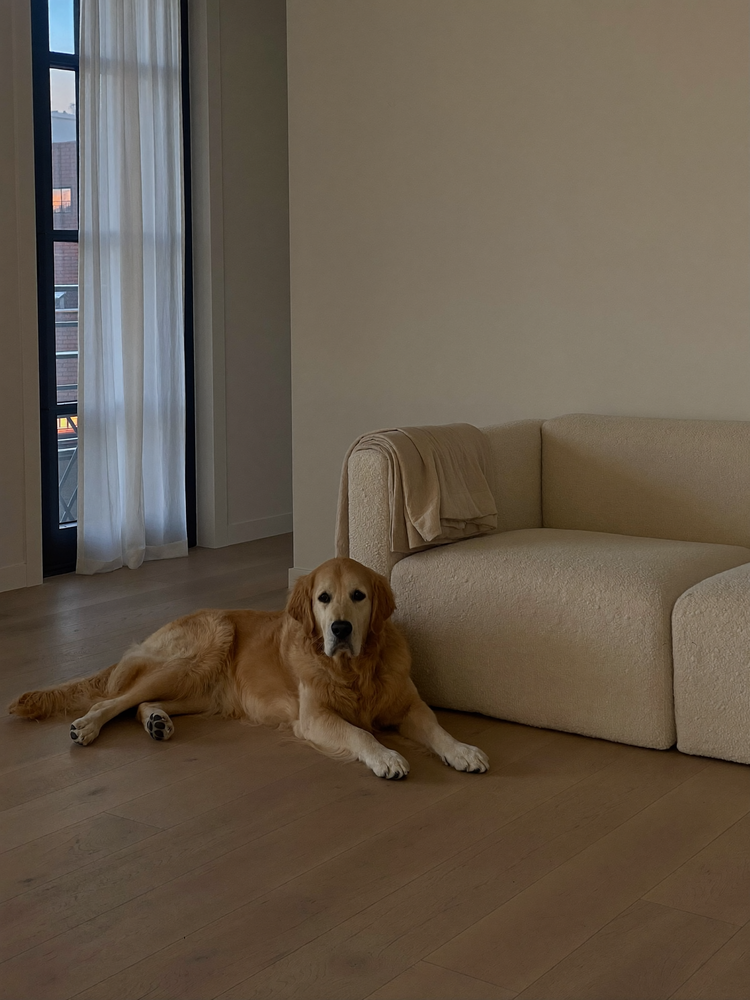 Sala clara com sofa de boucle sem pelos e golden retriever deitado no piso de madeira