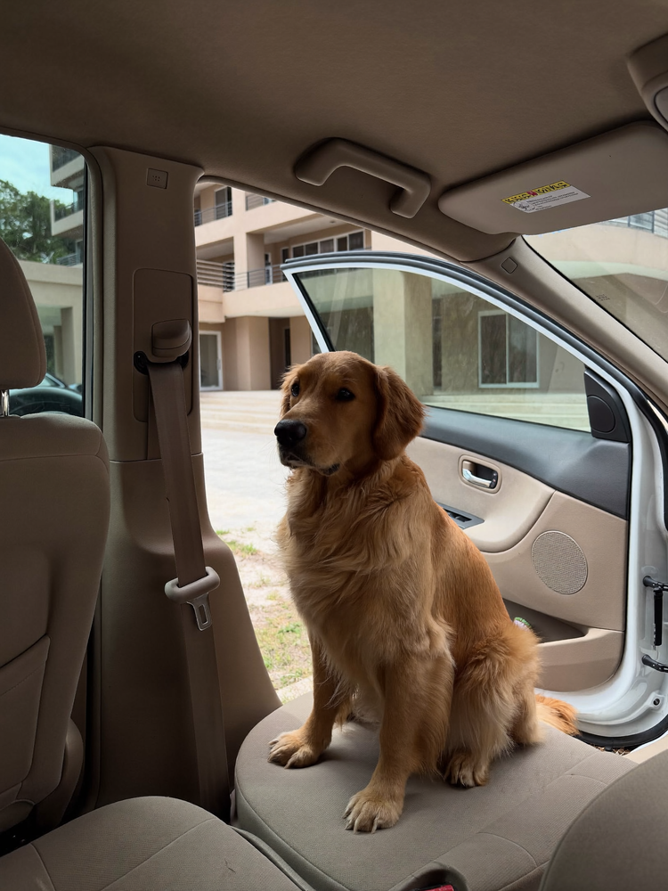 Golden retriever sentado no banco traseiro de um carro com a porta aberta