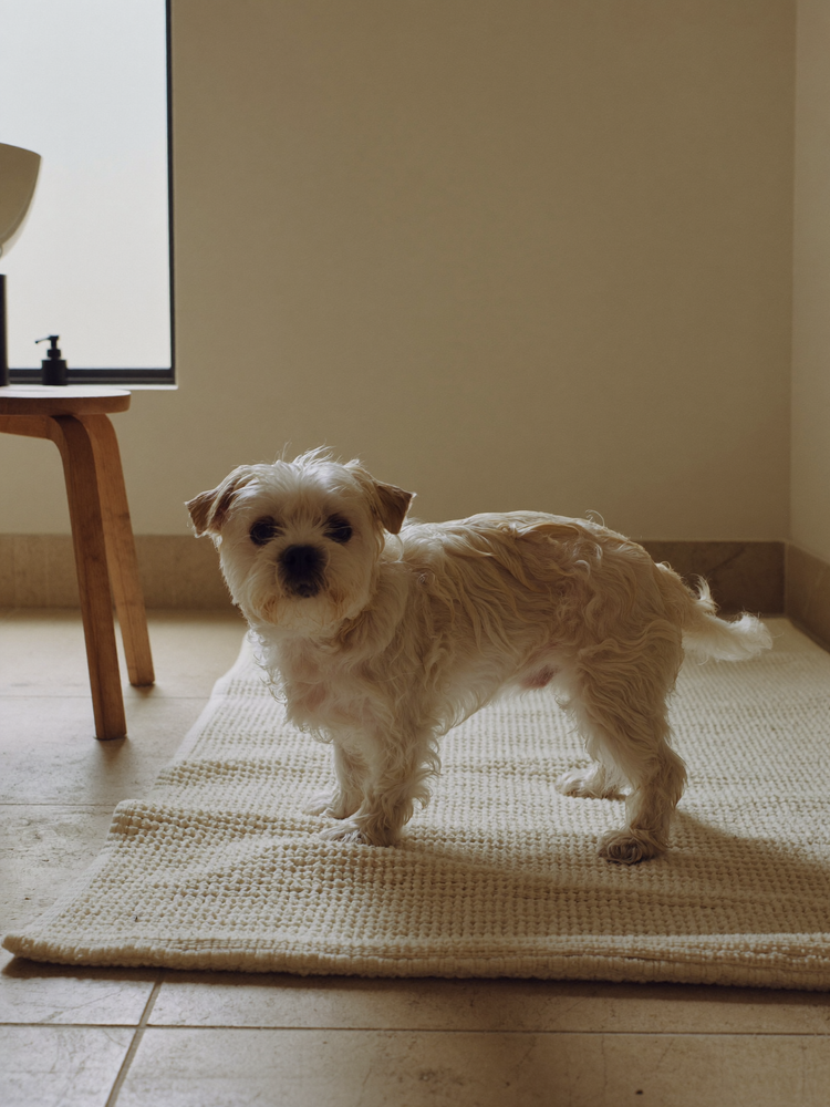 Cachorro branco recem-banhado sobre uma toalha creme no piso do banheiro