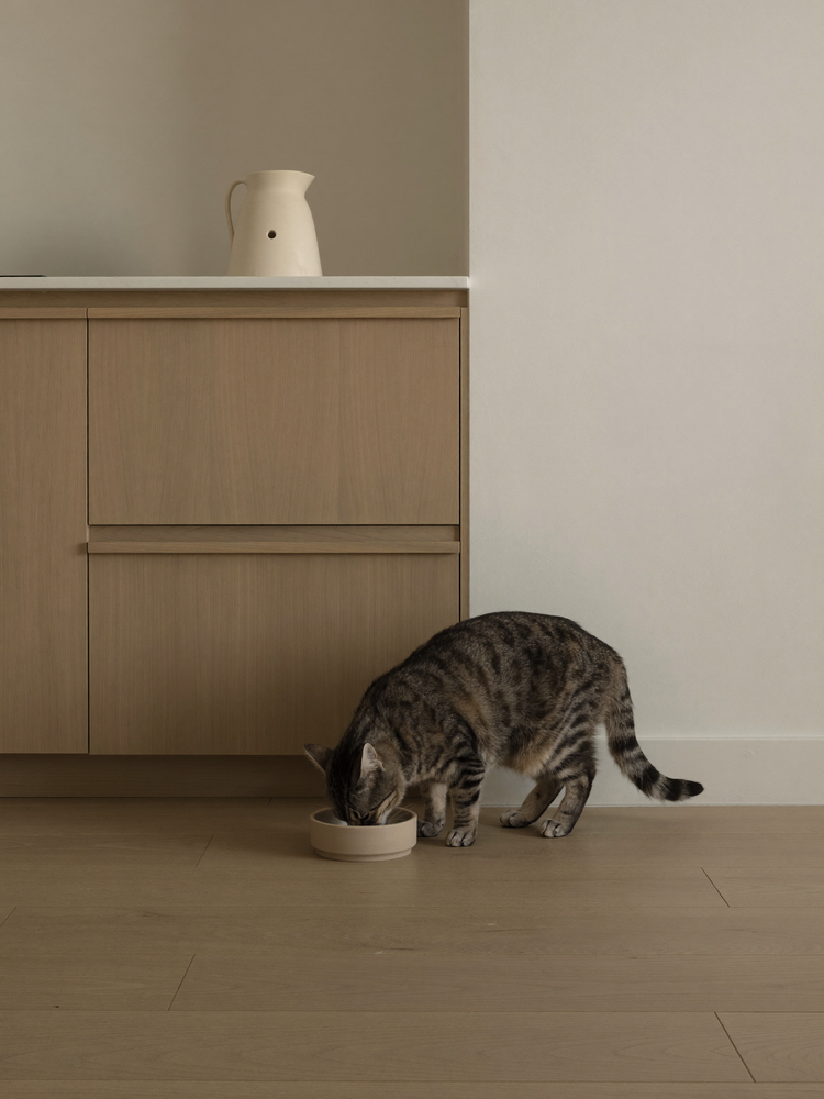 Gato comendo com calma de uma tigela de ceramica no piso de madeira clara da cozinha