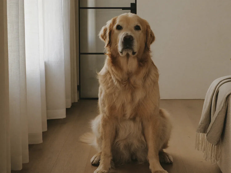 Golden retriever adulto sentado no piso de madeira clara de uma sala em tons de creme, com luz natural entrando pela janela